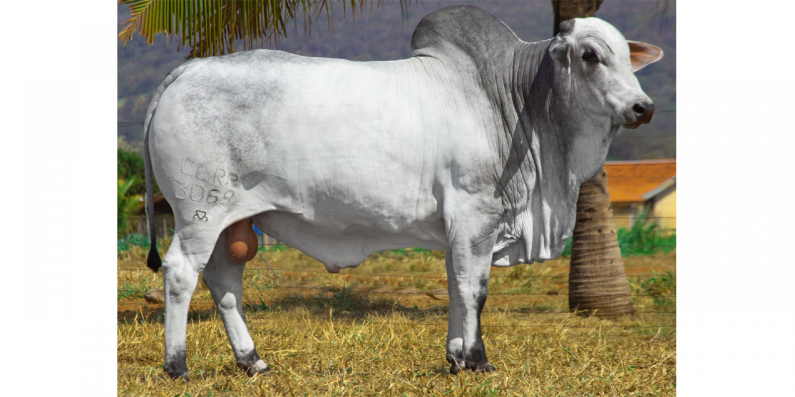 QUINCAS (3069Q DA CLR)