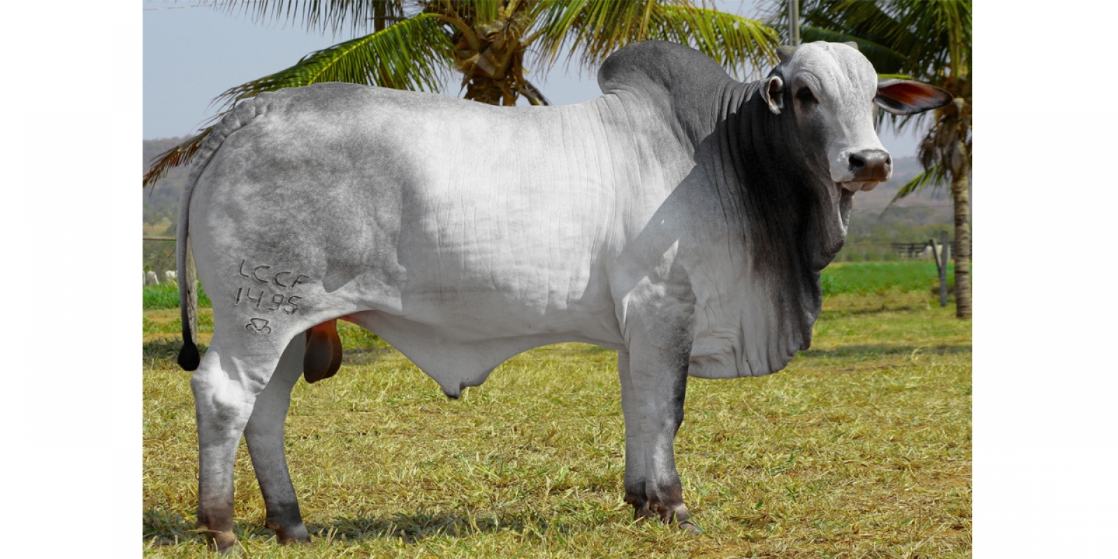 HARUK (1495H DA ARZ)