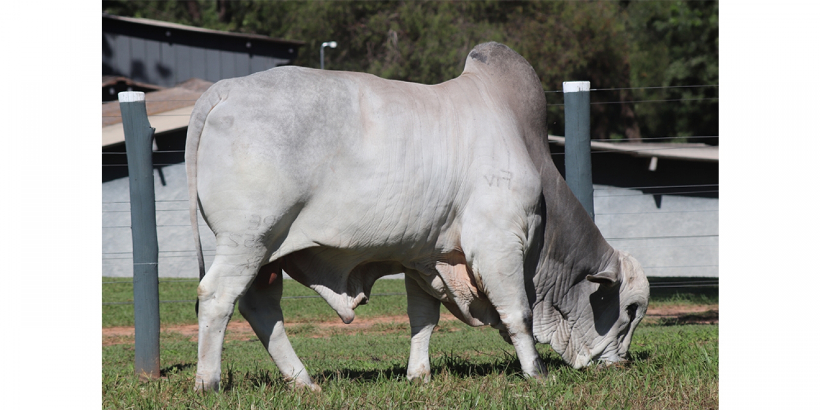 APEROL FIV DA COMETA