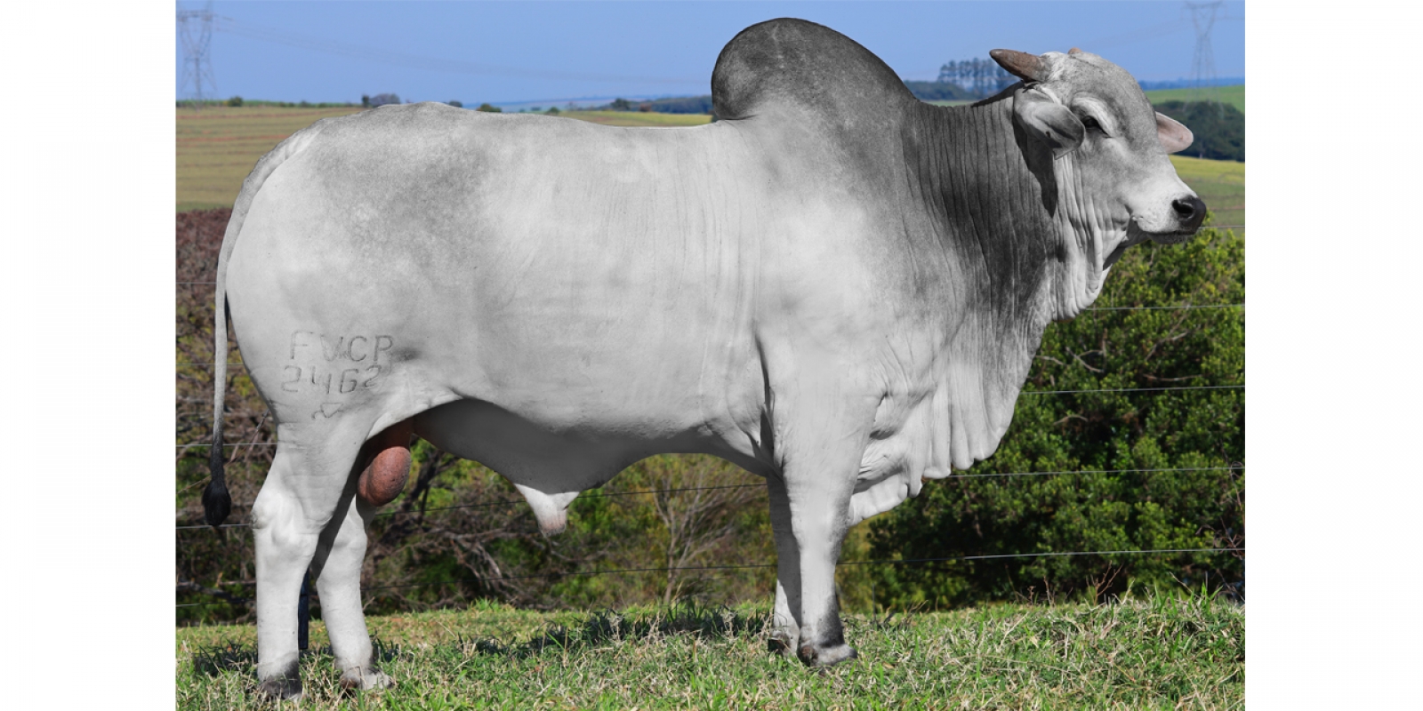 MIRANTE FVC (2462 FIV FVC)