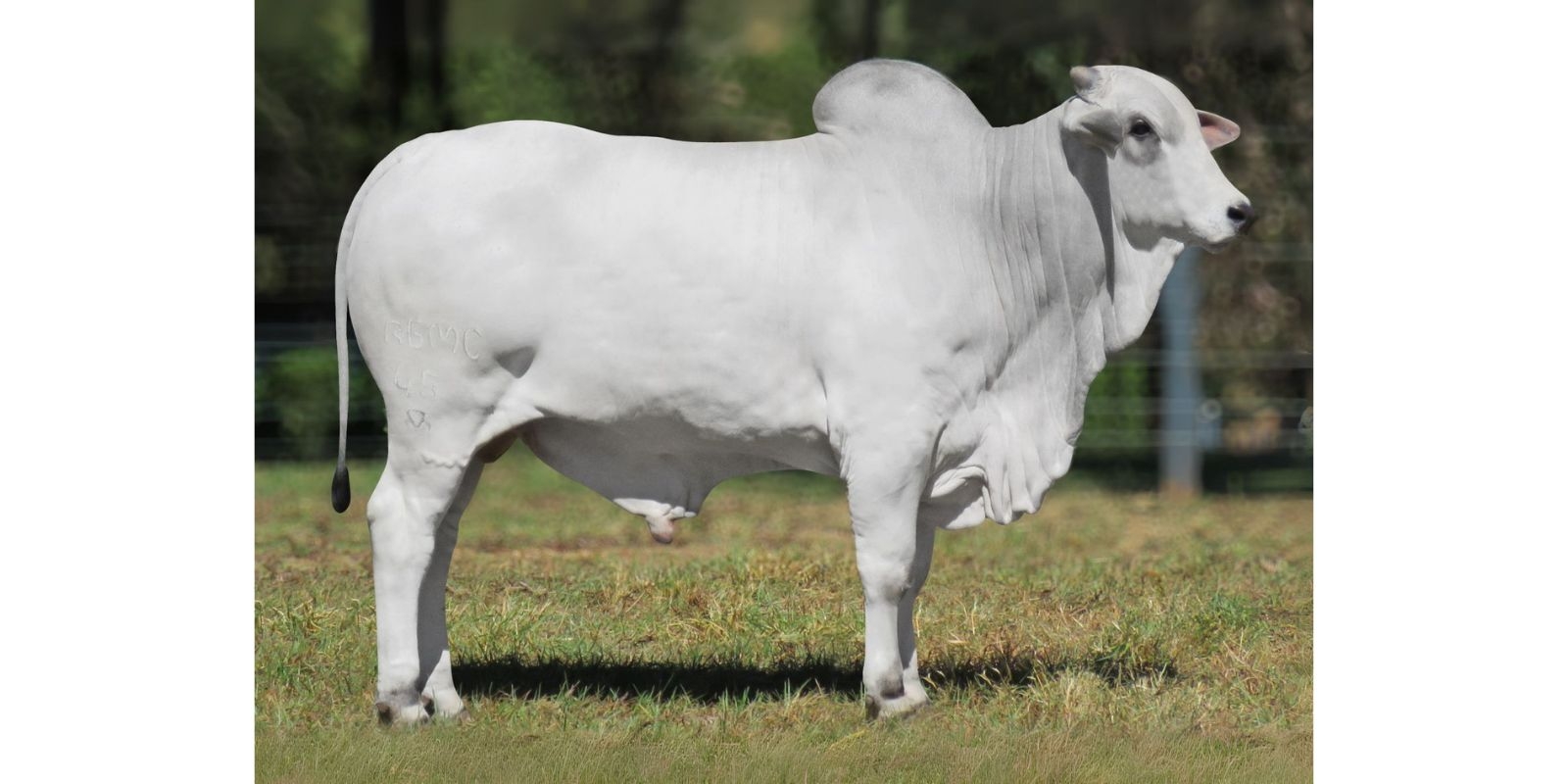 ATEMPORAL (45 FIV RG)