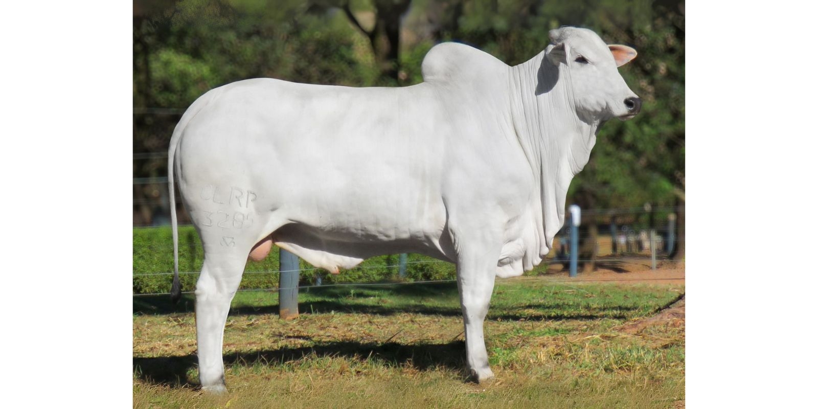 RESERVA (3285R DA CLR)