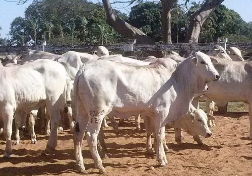 Progênie em vacas comerciais