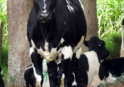 Filha 1/2 em vaca Simlandês