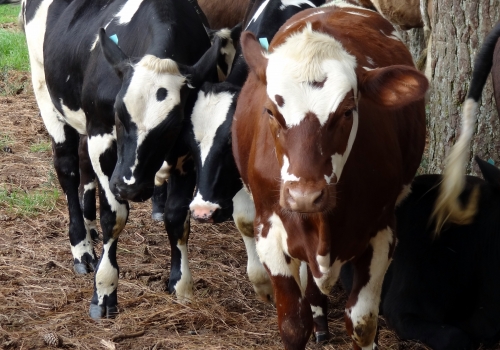 Filhas 1/2 em vacas Simlandês