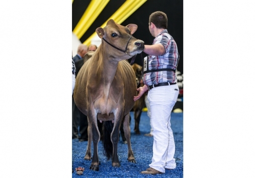 Chili-Premier-Cinema_WDE-2016_front - avó de Circus.jpg