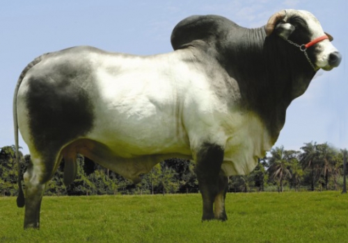 Hulk B8369 MN - Bisavô