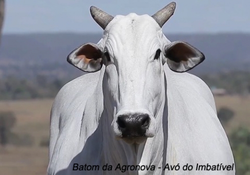 Batom da Agronova_Avó do Imbatível