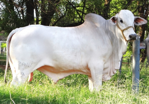 Imbatível aos 18 meses