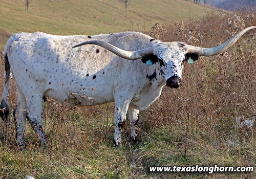 Precious Plum_mãe do Line UP.jpg