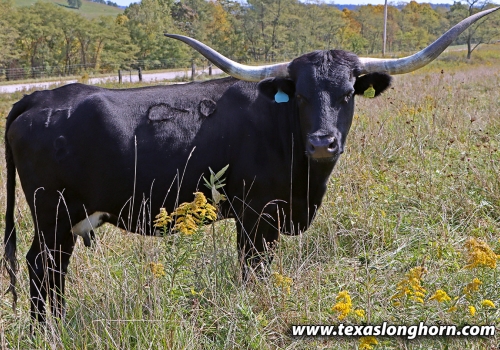 Dance All Night_mãe do Showman[.jpg