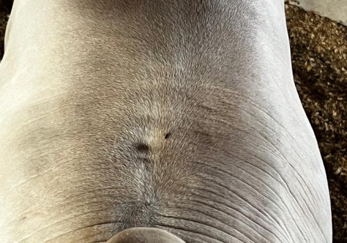 Progenie Gran Reserva