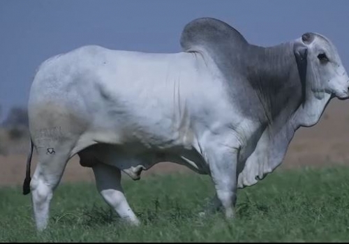 JAGUAR FIV CAMPARINO