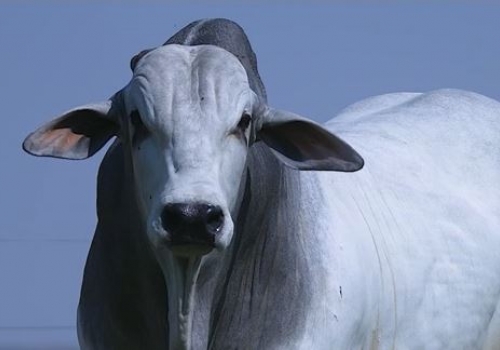 JAGUAR FIV CAMPARINO