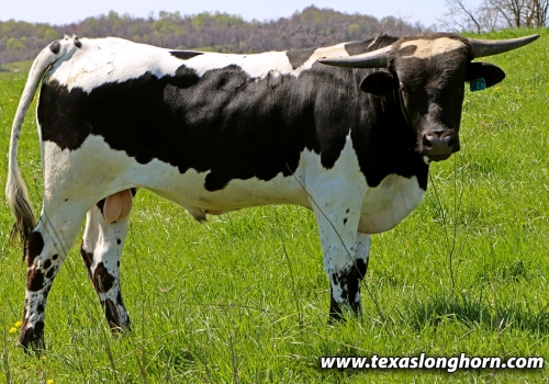 Progênie_Avery x Line Up - Touro 2023 17-04-2024.jpg