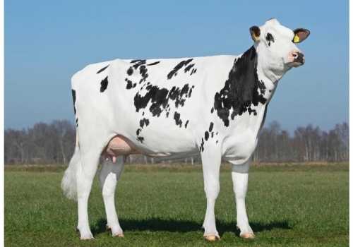 Esperanto_Delta-Belinda_avó de Fenix.jpg