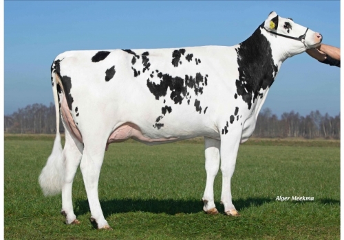 Esperanto_Delta-Belinda_avó de Fenix1.jpg