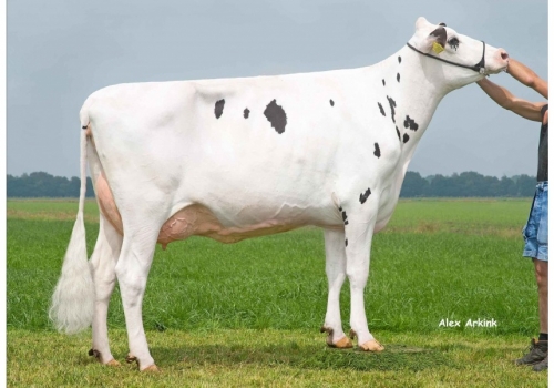 Fever_De-Wijde-Blik-Delta-Bea_tataravó de Fenix.jpg