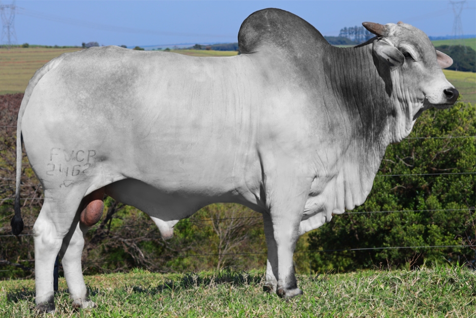 MIRANTE FVC (2462 FIV FVC)