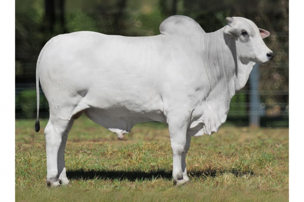 ATEMPORAL (45 FIV RG)