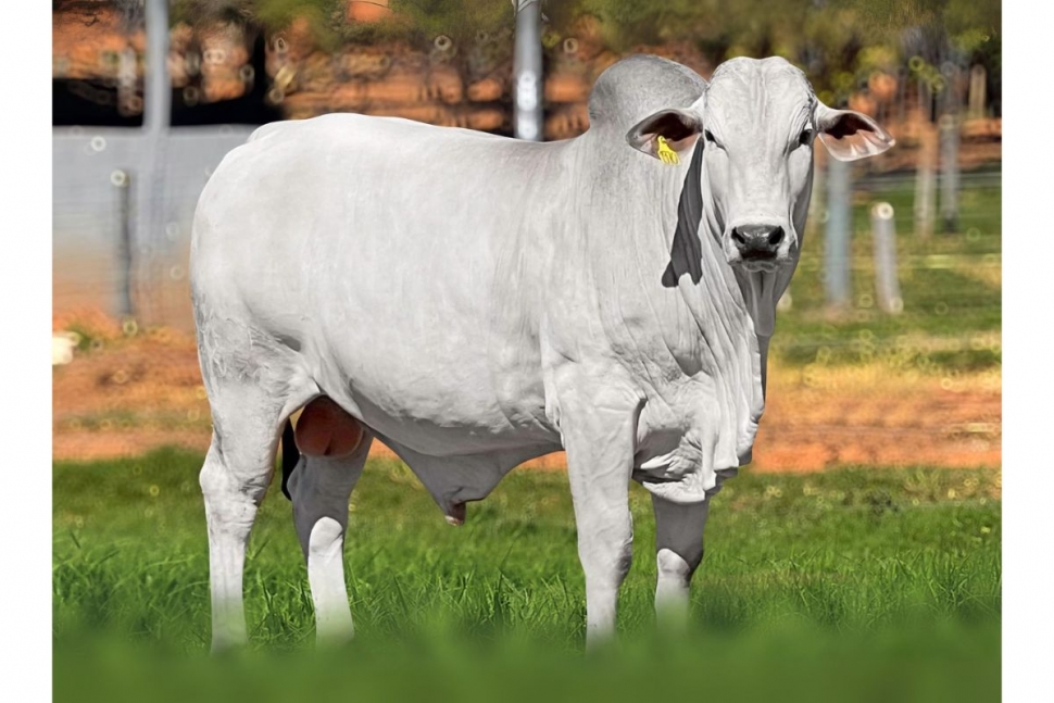 IVANOV (1970H DA ARZ)