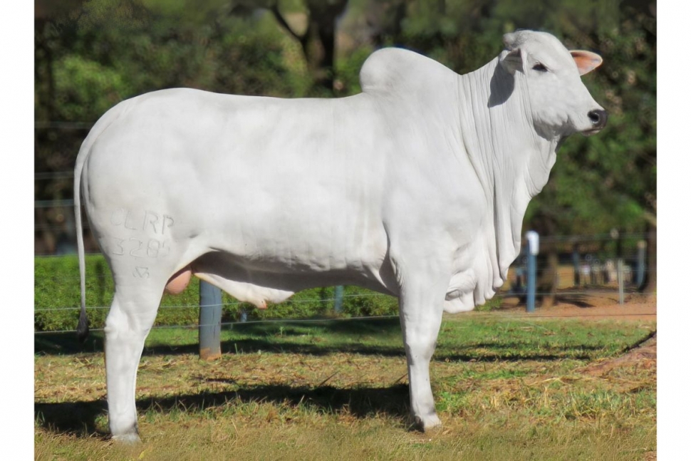 RESERVA (3285R DA CLR)