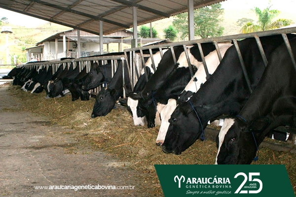 Alto risco de INTOXICAÇÃO e MORTE por nitrito/nitrato no Sul do Brasil, durante os próximos dias, para gado de leite, especialmente vacas em lactação