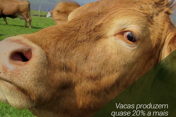 Vacas produzem quase 20% a mais de embriões em áreas sombreadas