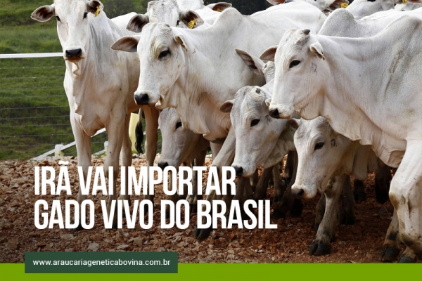 Irã vai importar gado vivo do Brasil