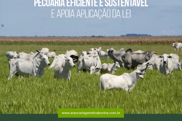 ABCZ defende pecuária eficiente e sustentável e apoia aplicação da lei