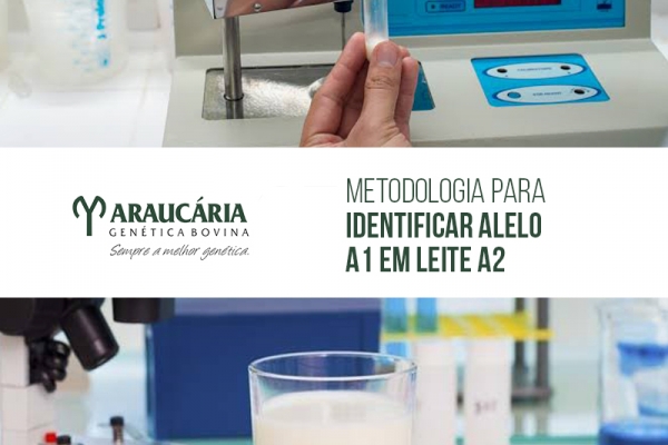 Metodologia para identificar alelo A1 em leite A2 é publicada em revista internacional