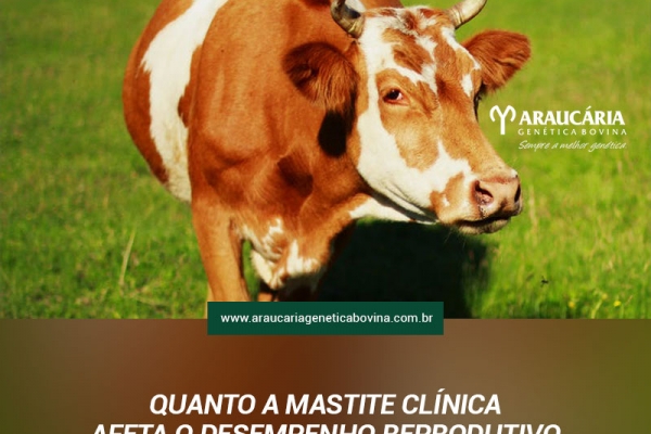 Quanto a mastite clínica afeta o desempenho reprodutivo de vacas leiteiras?