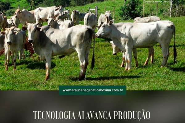 Tecnologia alavanca produção de carne bovina no Brasil, destaca Xico Graziano