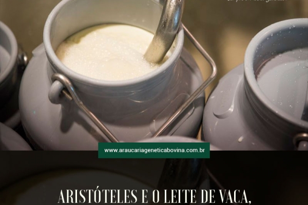  Aristóteles e o leite de vaca, por Xico Graziano