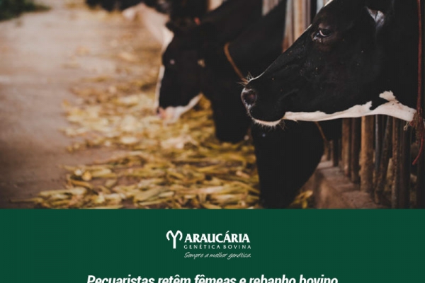 Pecuaristas retêm fêmeas e rebanho bovino do Brasil cresce pela 1ª vez em 3 anos, diz IBGE