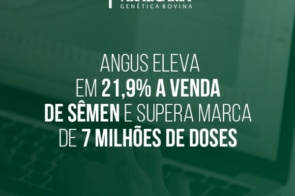 Angus eleva em 21,9% a venda de sêmen e supera marca de 7 milhões de doses