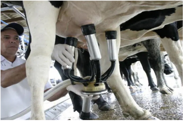 Com custos ainda em alta, leite sobe 10,9% na parcial do ano