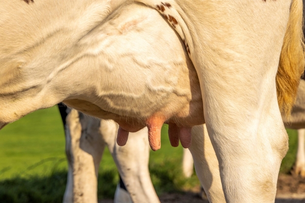 Atenção com a mastite em vacas de corte 
